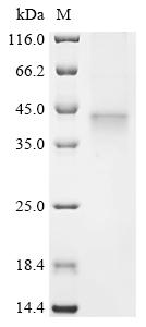 Recombinant Human Probable threonine protease PRSS50 (PRSS50)