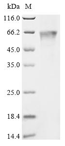 Recombinant Frog virus 3 Major capsid protein (FV3-090R)