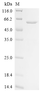 Recombinant Human Angiopoietin-related protein 6 (ANGPTL6)
