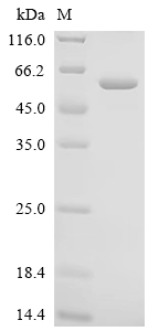 Recombinant Human Angiopoietin-related protein 6 (ANGPTL6)