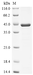 Recombinant Human Mitotic checkpoint protein BUB3 (BUB3)