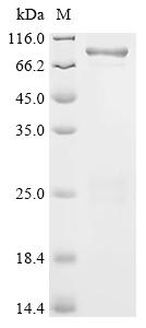 Recombinant Bacillus thuringiensis subsp. tenebrionis Pesticidal crystal protein Cry3Aa (cry3Aa)