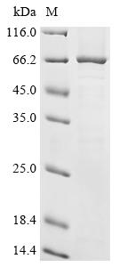 Recombinant Arabidopsis thaliana Cellulose synthase A catalytic subunit 1 [UDP-forming] (CESA1), partial