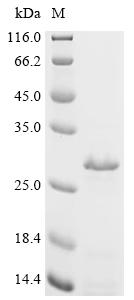 Recombinant Mycobacterium tuberculosis Cell surface glycolipoprotein MPT83 (mpt83)