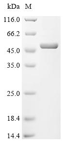 Recombinant Human parainfluenza 3 virus Nucleoprotein (N), partial