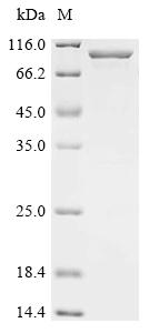 Recombinant Human Cullin-5 (CUL5)