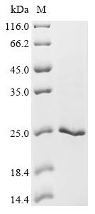 Recombinant Human AP-2 complex subunit sigma (AP2S1)