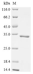 Recombinant Zingiber officinale Zingipain-1 (219-221:XXX-SSS)
