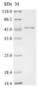 Recombinant Human Cell migration-inducing and hyaluronan-binding protein (CEMIP), partial
