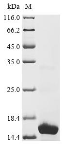 Recombinant Yersinia pseudotuberculosis serotype I Major outer membrane lipoprotein Lpp (lpp)