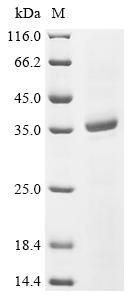 Recombinant Pig Neurofilament light polypeptide (NEFL), partial