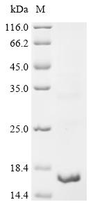 Recombinant Mouse Regenerating islet-derived protein 3-gamma (Reg3g), partial