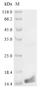 Recombinant Mouse Regenerating islet-derived protein 3-beta (Reg3b)