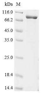 Recombinant Rat CCN family member 4 (Ccn4), Biotinylated