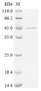 Recombinant Mouse Complement C1q subcomponent subunit B (C1qb), Biotinylated