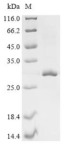 Recombinant Human Histone deacetylase complex subunit SAP25 (SAP25)