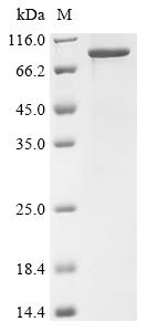 Recombinant Mouse Neural cell adhesion molecule 1 (Ncam1), partial