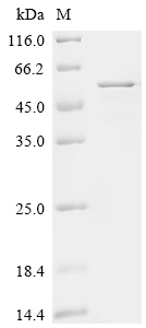 Recombinant Human Na (+)/H (+) exchange regulatory cofactor NHE-RF1 (NHERF1)