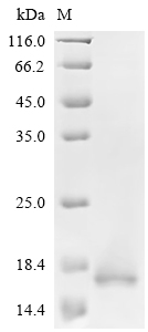 Recombinant Mouse Serine protease inhibitor Kazal-type 4 (Spink4)