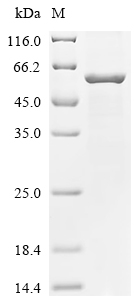 Recombinant Human parainfluenza 3 virus Fusion glycoprotein F0 (F), partial