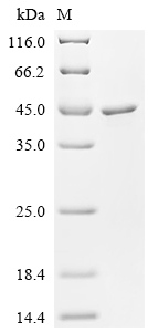 Recombinant Neisseria meningitidis serogroup B Neisseria adhesin A (nadA), partial