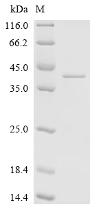 Recombinant Human Adipolin (C1QTNF12)