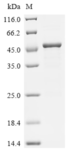 Recombinant Human Guanine nucleotide-binding protein G (i) subunit alpha-3 (GNAI3)