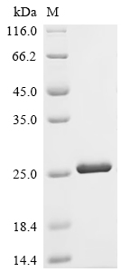 Recombinant Human Cyclic AMP-dependent transcription factor ATF-7 (ATF7), partial