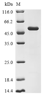 Recombinant Mouse Cysteine protease ATG4B (Atg4b)