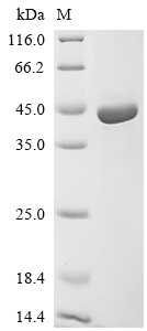 Recombinant Human Adipocyte plasma membrane-associated protein (APMAP), partial