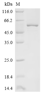 Recombinant Mouse Cysteine protease ATG4B (Atg4b)