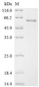 Recombinant Human DNA replication ATP-dependent helicase/nuclease DNA2 (DNA2), partial