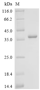 Recombinant Human cytomegalovirus Protein UL141 (UL141), partial
