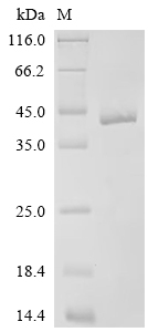 Recombinant Drosophila melanogaster 5-hydroxytryptamine receptor 2B (5-HT1B), partial