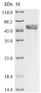 Recombinant Human TAR DNA-binding protein 43 (TARDBP)