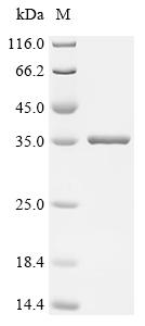 Recombinant Escherichia coli NADPH-dependent ferric-chelate reductase (yqjH)