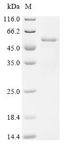 Recombinant Escherichia coli O6:H1 Cardiolipin synthase A (clsA) , partial