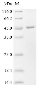 Recombinant Human Lactosylceramide alpha-2,3-sialyltransferase (ST3GAL5), partial