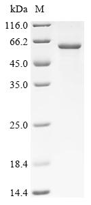 Recombinant Allium sativum Alliin lyase 1