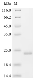 Recombinant Mycobacterium leprae 65 kDa heat shock protein (hsp65), partial