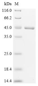 Recombinant Neisseria meningitidis serogroup B Factor H binding protein (fhbP)