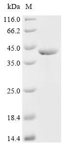 Recombinant Escherichia coli Multidrug efflux pump subunit AcrB (acrB), partial