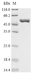 Recombinant Escherichia coli Multidrug efflux pump subunit AcrA (acrA)