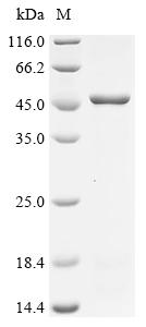 Recombinant Human herpesvirus 6B Envelope glycoprotein B (gB), partial