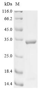 Recombinant Human herpesvirus 6B Envelope glycoprotein L (GL)