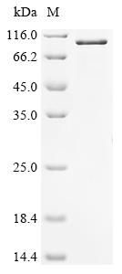 Recombinant Mouse Voltage-dependent L-type calcium channel subunit alpha-1C (Cacna1c), partial