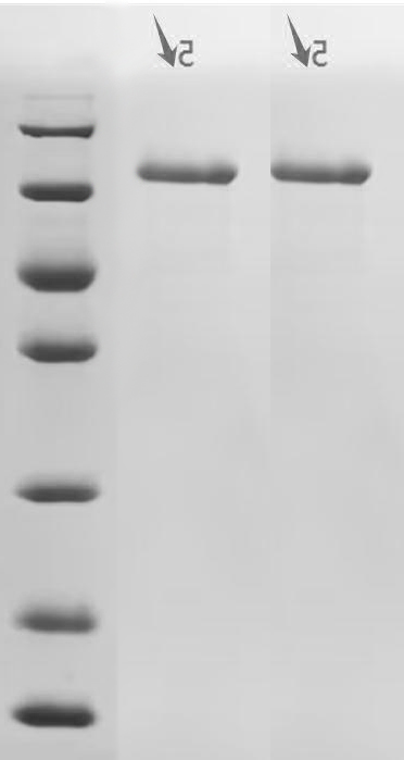 Recombinant Human Cadherin-1(CDH1), partial (Active)