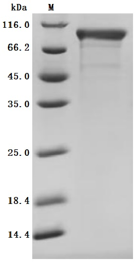 Recombinant Macaca fascicularis Cadherin 6(CDH6), partial (Active)