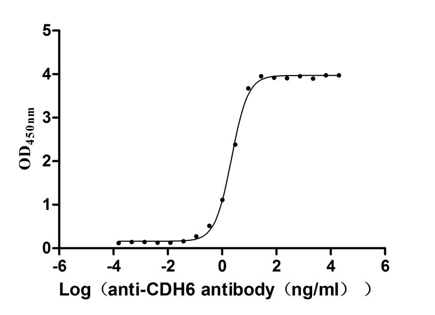 Recombinant Macaca fascicularis Cadherin 6(CDH6), partial (Active)
