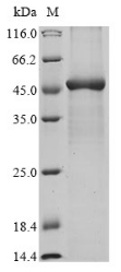 Recombinant Human Caspase-4 (CASP4)
